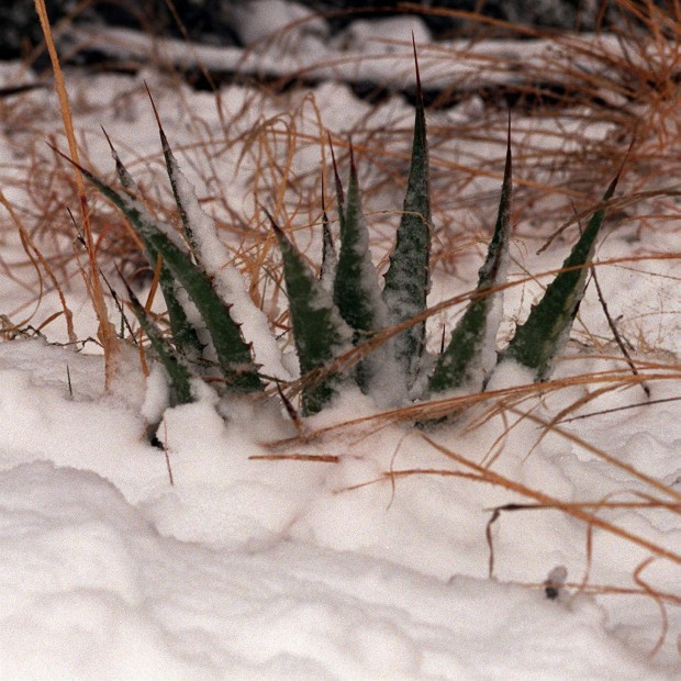 What snow means to Tucson